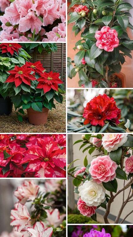 Ornamental Plants